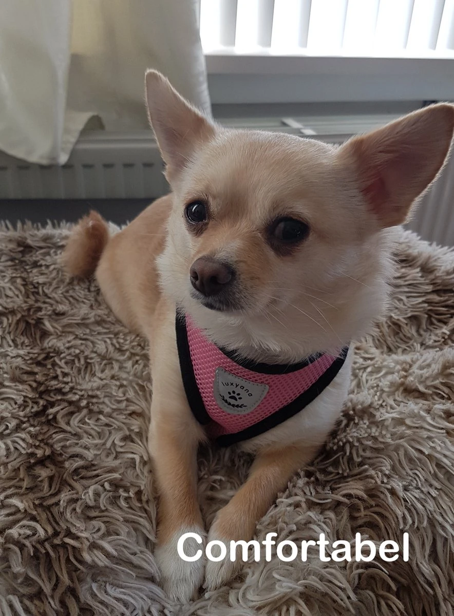 Luxyana Pets Hondentuig - M - 32-55cm - Harnas Voor Hond Of Grote Kat - Easy Step-in Hondenharnas - Inclusief Bijpassend Riempje - Zwart 6 Luxyana Pets Hondentuig - M - 32-55cm - Harnas Voor Hond Of Grote Kat - Easy Step-in Hondenharnas - Inclusief Bijpassend Riempje - Zwart - Afbeelding 4