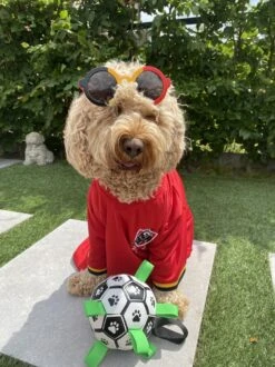 Honden Speelgoed Bal Voetbal Extra Sterk Met Handvaten Ball Hondenbal - 15 Cm - Dutchwide -Huisdier Verkoop 899x1200 17