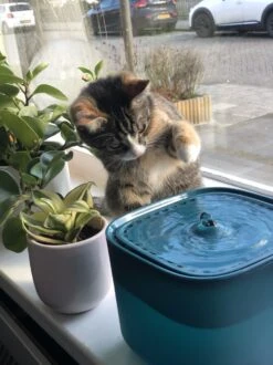 No Logo - 3L - Drinkfontein Voor Huisdieren, Water Fontein - Waterdispenser - Waterautomaat Drinkbakken 3L Voor Huisdieren Katten - Honden - Konijnen - Goud - Groen - Kattenfontein - Fontein - Drink - Bak - Drinkbak - Hond - Konijn - Kat - 2l - 1l - 13 No Logo - 3L - Drinkfontein Voor Huisdieren, Water Fontein - Waterdispenser - Waterautomaat Drinkbakken 3L Voor Huisdieren Katten - Honden - Konijnen - Goud - Groen - Kattenfontein - Fontein - Drink - Bak - Drinkbak - Hond - Konijn - Kat - 2l - 1l - -Huisdier Verkoop 899x1200 30
