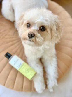 Fresh & Fluffy - Hondenshampoo Kamille / Patchouli - Geschikt Voor Alle Hondenrassen - Natuurlijk & Vegan Voor De Gevoelige Huid - 250ml -Huisdier Verkoop 899x1200 4