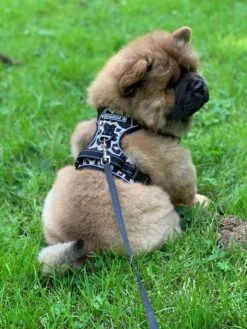 Antitrek Hondentuigje - Middelgrote Honden - Luipaard - Maat M - Borstring - Reflecterend 17 Antitrek Hondentuigje - Middelgrote Honden - Luipaard - Maat M - Borstring - Reflecterend -Huisdier Verkoop 900x1200 1