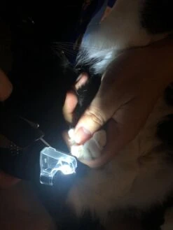 SunnyPets - Professionele Dieren Nagelknipper - Wit - Met LED En Vijl - Hond - Kat - Geschikt Voor Alle - Nageltang -Huisdier Verkoop 900x1200 16