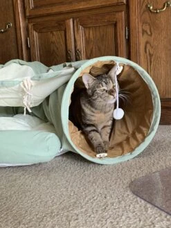Pishoo® Kattentunnel - Speeltunnel Kat - Kattenspeeltjes - Kattenmand - Kattenhuis - Lichtgroen -Huisdier Verkoop 900x1200 41