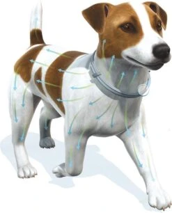 Seresto Vlooien En Tekenband - Grote Hond - >8 Kg -Huisdier Verkoop 968x1200 1