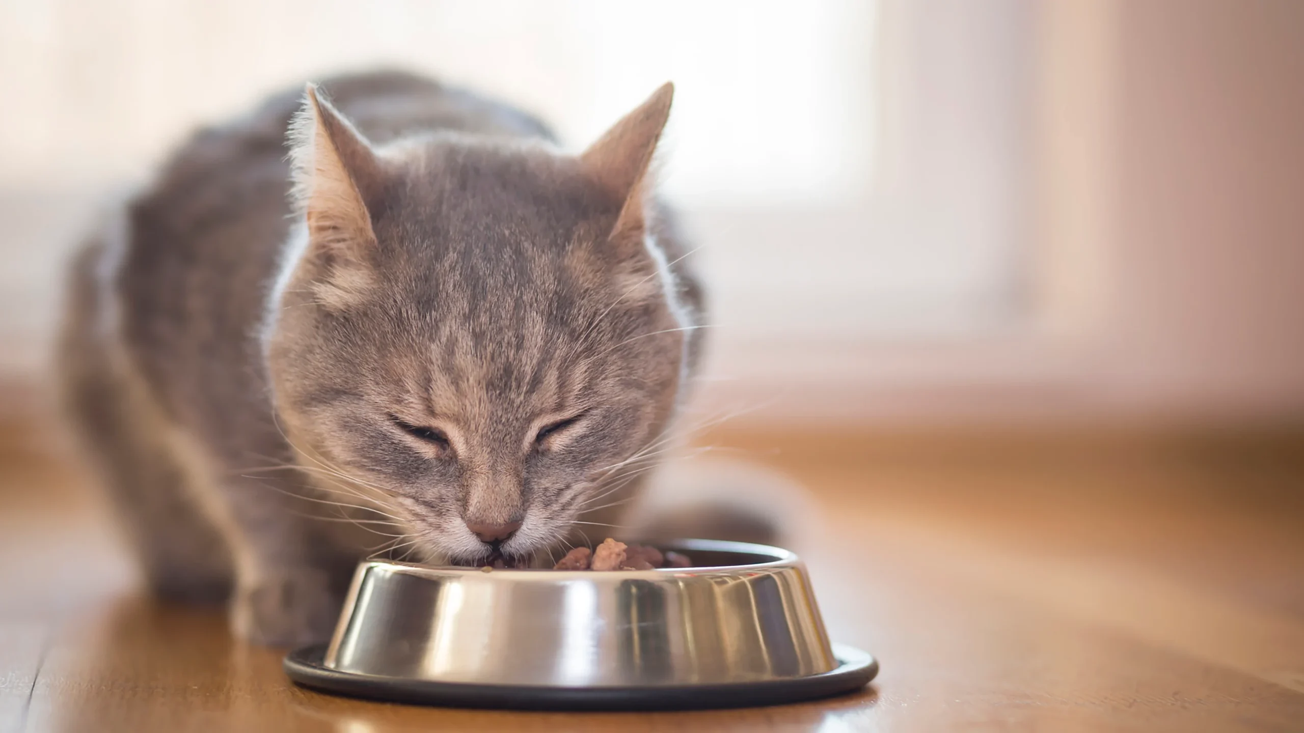 Huisdier Verkoop -Huisdier Verkoop cat eating out of food bowl scaled